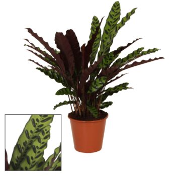 Calathea Insigne (Lancifolia)