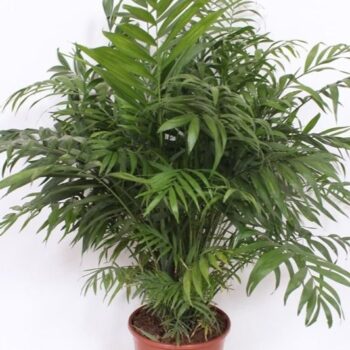 Chamaedorea elegans