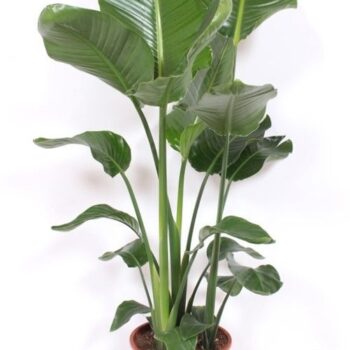 Strelitzia nicolai