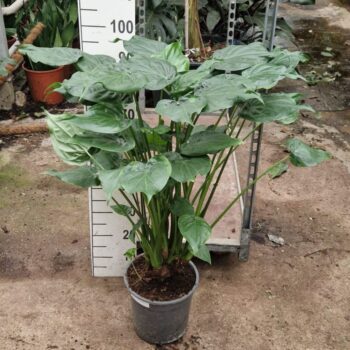 Alocasia Cucullata op stam