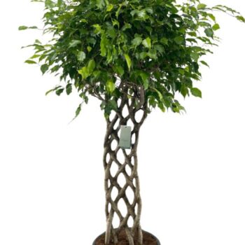 Ficus Benjamina Exotica mat p40