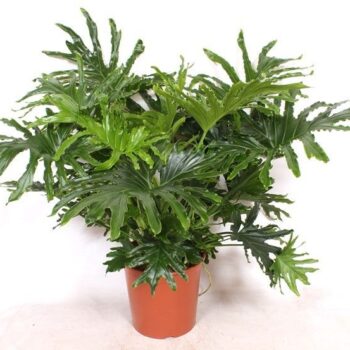 Philodendron selloum
