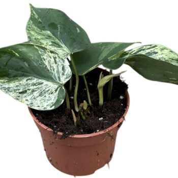philodendron hederaceum oxycardium variegata