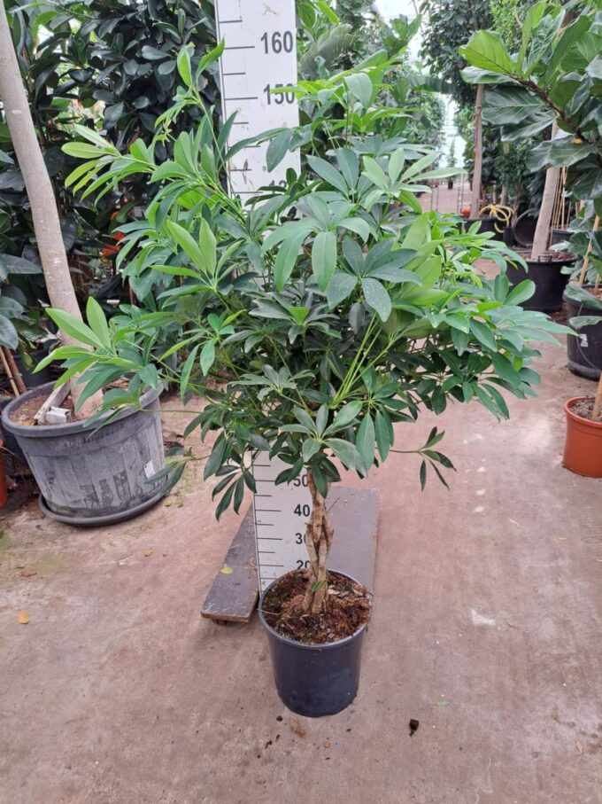 Schefflera arboricola 'Compacta' gevlochten stam 150