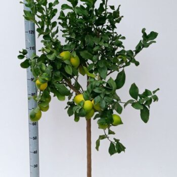 citrus limon