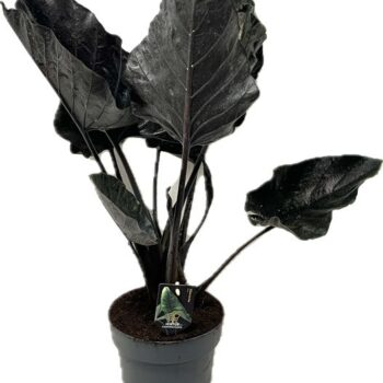 Alocasia Antoro Velvet 19 cm
