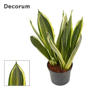 Sansevieria Silver spears 9 cm (Decorum)