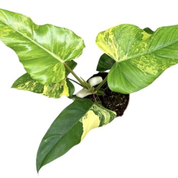 Philodendron domesticum