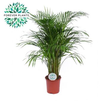 Dypsis Lutescens