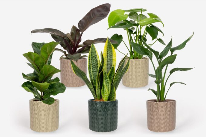 2025 - Groen Mix 12cm - Royal - Elgar
