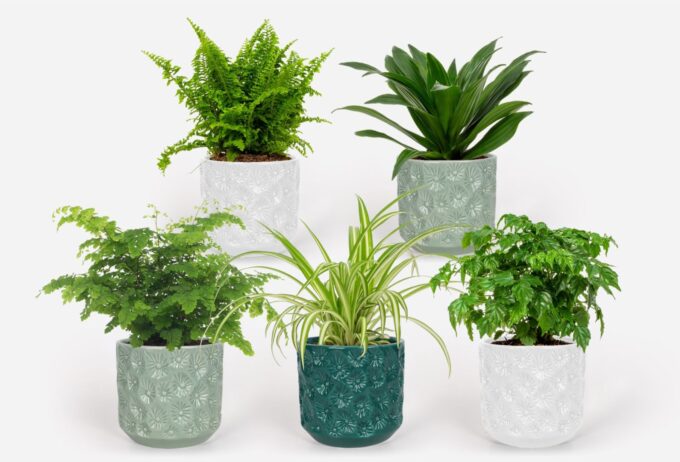 2025 - Groen Mix 12cm - Classic - Elboers Green