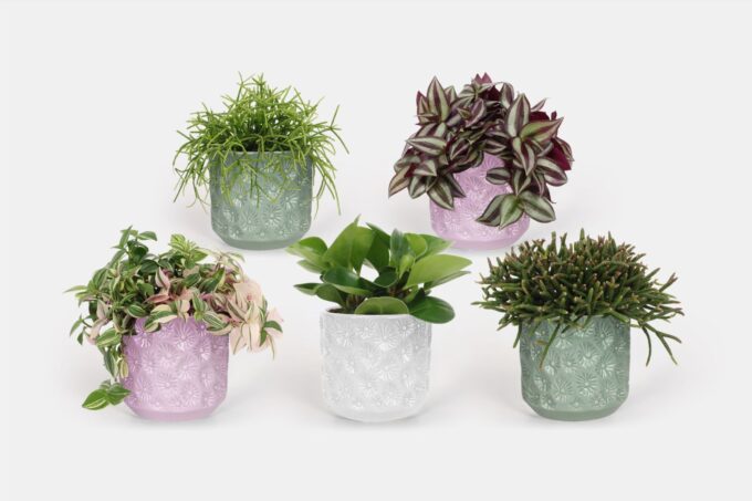 2025 - Groen Mix 12cm - Compact - Elboers Pink