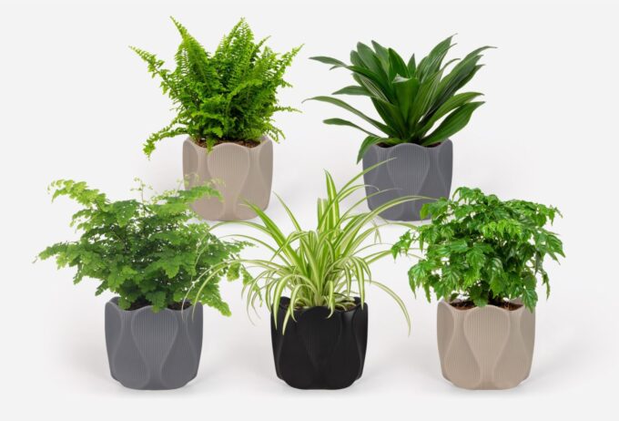 2025 - Groen Mix 12cm - Classic - Monarchidea
