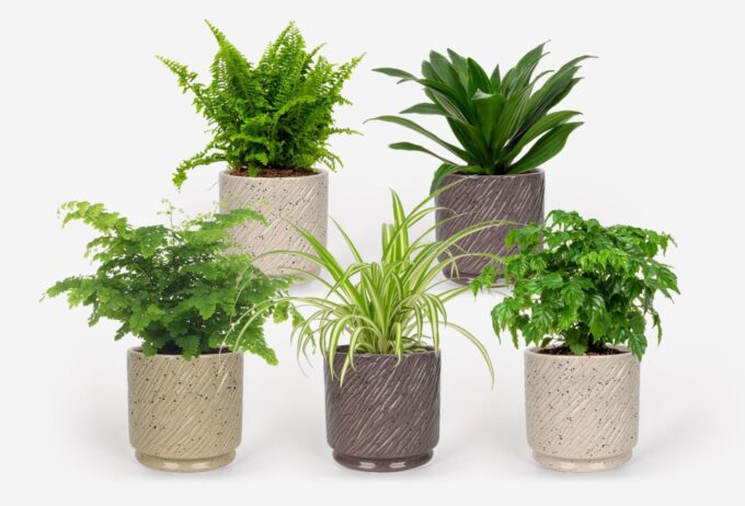 2025 - Groen Mix 12cm - Classic - Aedia