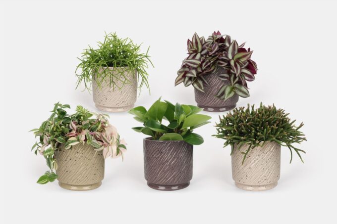2025 - Groen Mix 12cm - Compact - Aedia