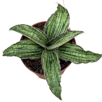 sansevieria cleopatra