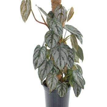 Philodendron Brandtianum Mosspole