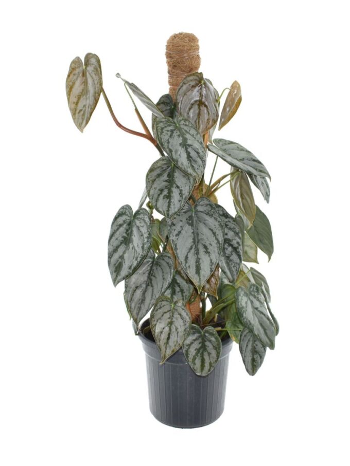 Philodendron Brandtianum Mosspole