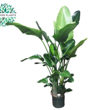Strelitzia Nicolai