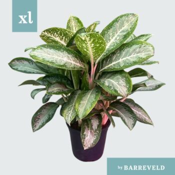 Green Agla ‘Anouk’ (Aglaonema)