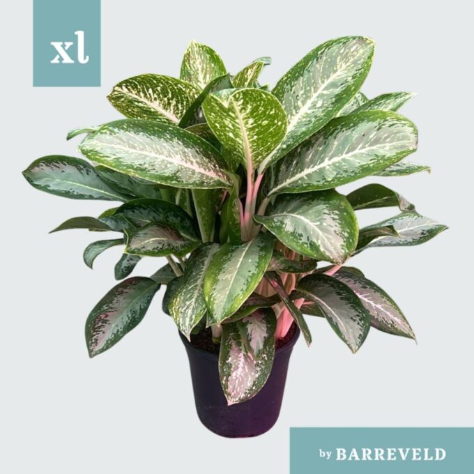 Green Agla ‘Anouk’ (Aglaonema)