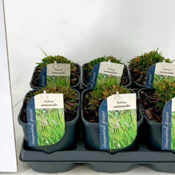 Sesleria Autumnalis