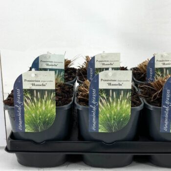 Pennisetum orientale Fairy Tails