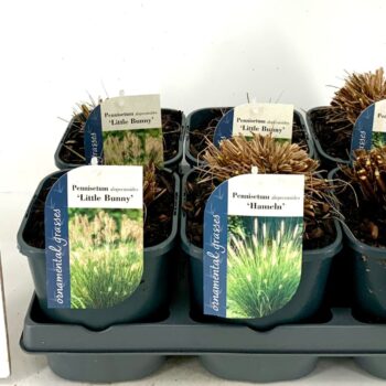 Pennisetum Mix