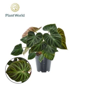 Philodendron Verrucosum 'Incensi'