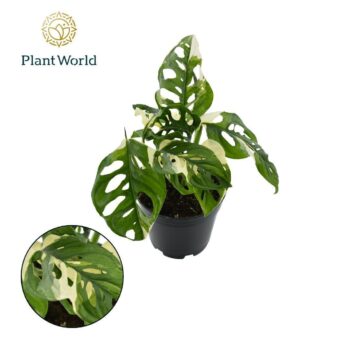 Monstera obiqua monkey 'Japanese Tricolour'