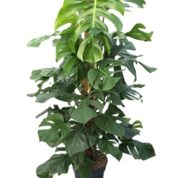 Monstera Deliciosa