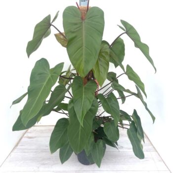 Philodendron 'Red Emerald' p24 mosstok 120cm (Koberg)