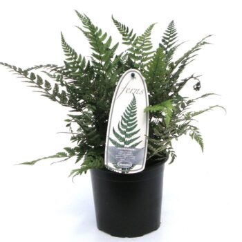 Polystichum tsus-simense