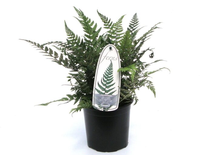 Polystichum tsus-simense