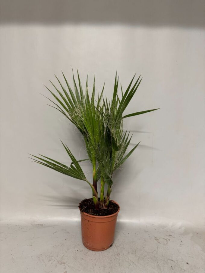 Washingtonia Robusta 3pp