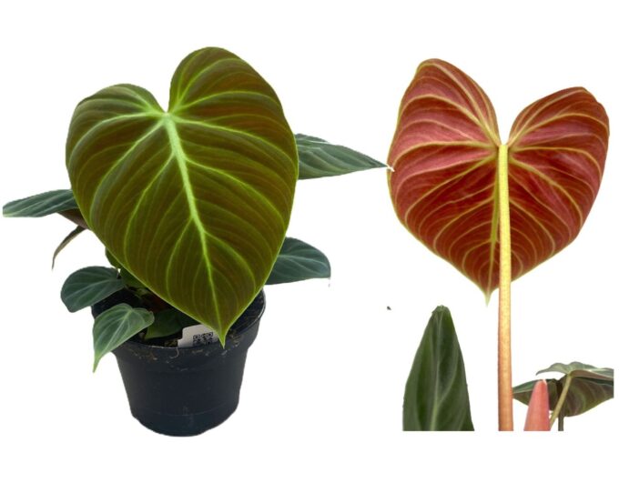 Philodendron 'El Choco Red'