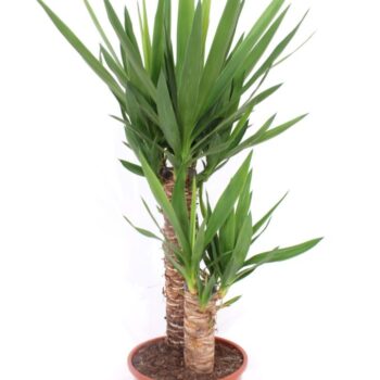Yucca elephantipes 45-20 XL
