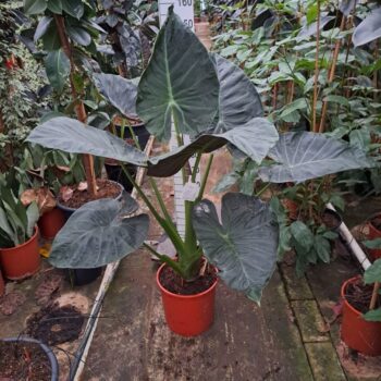 Alocasia Regal Shields 150