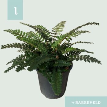 Polystichum Polyblepharum 17cm (Buiten varen, Garden Fern)