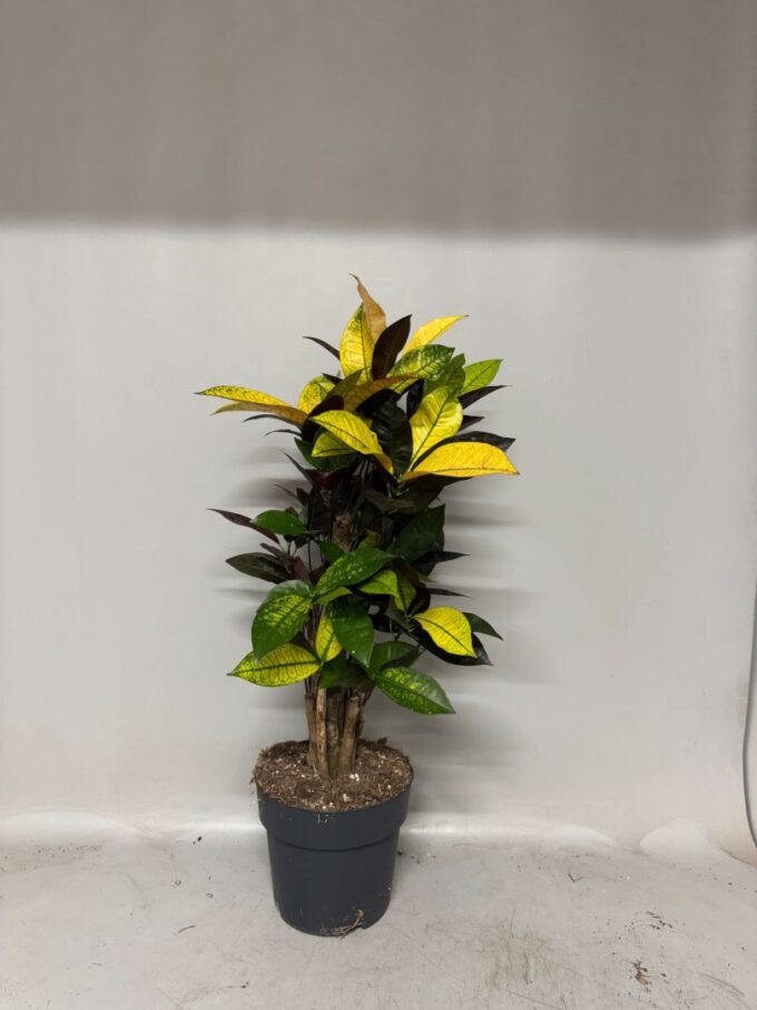 Croton Iceton branched