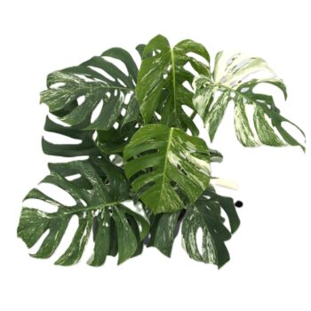 Monstera deliciosa 'variegata' p24 2pp