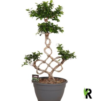 Ficus micr. chinese knot