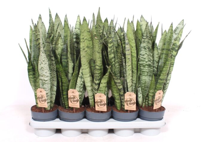 Sansevieria zeylanica XL