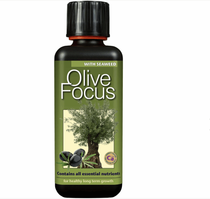 Olive Focus 1L