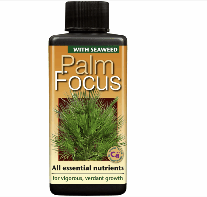Palm Focus 1L