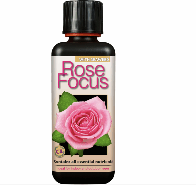 Rose Focus 300 ml