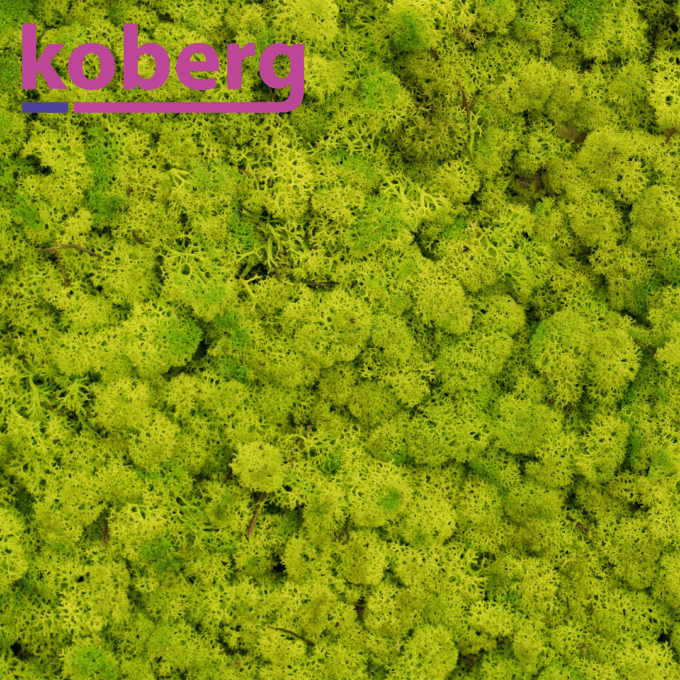 Ijslandsmoss (2 layers) 3 kg 0,45m2
