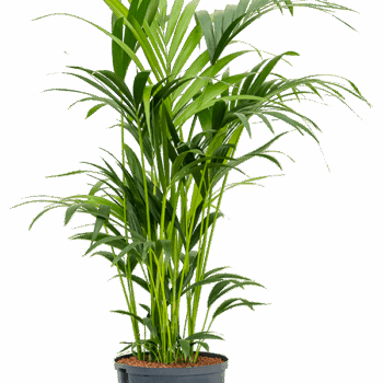 Kentia (Howea) forsteriana Tuft