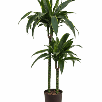 Dracaena fragrans 'Arturo' 60-30