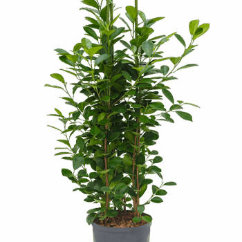 Ficus microcarpa 'Moclame' 3pp